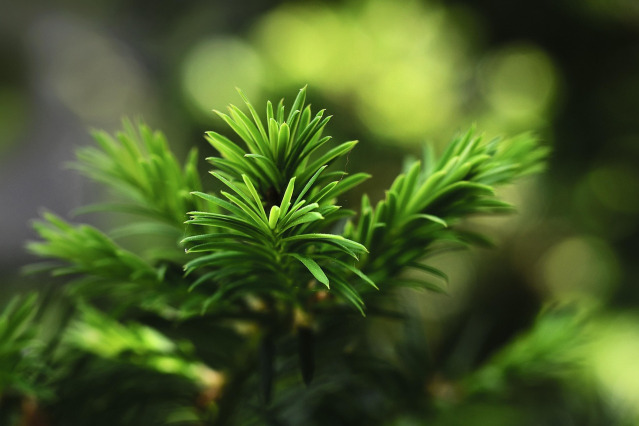 evergreen sales automation